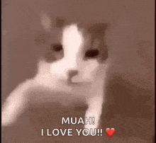 Love cat